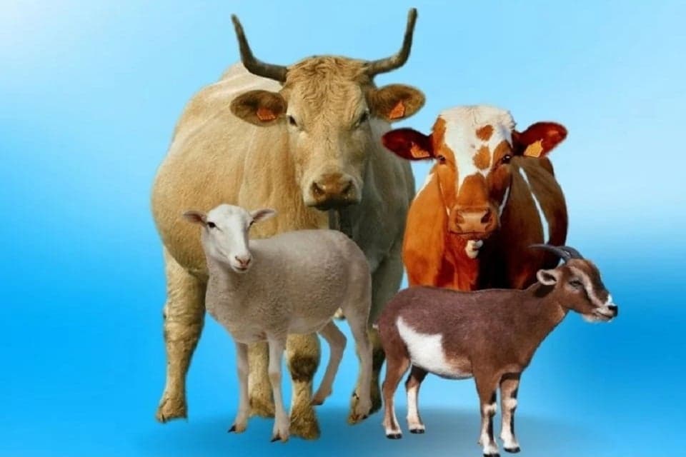 Mengenal Hewan yang Diperuntukkan untuk Ibadah, Hadyu, Kurban dan Aqiqah beserta Syarat-syaratnya Mengenal Hewan yang Diperuntukkan untuk Ibadah, Hadyu, Kurban dan Aqiqah beserta Syarat-syaratnya