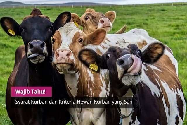 Ketentuan Hewan Kurban untuk Iduladha yang Sesuai Syariat Ketentuan Hewan Kurban untuk Iduladha yang Sesuai Syariat