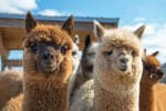 11 Fakta Unik Alpaca, Hewan yang Menggemaskan dan Lucu 11 Fakta Unik Alpaca, Hewan yang Menggemaskan dan Lucu
