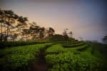 7 Rekomendasi Wisata Alam Berhawa Dingin di Jogja, dari Bukit hingga Kebun Teh 7 Rekomendasi Wisata Alam Berhawa Dingin di Jogja, dari Bukit hingga Kebun Teh
