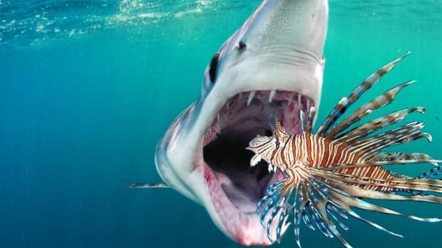 Daftar 10 Ikan Paling Berbahaya di Dunia, Nomor 8 Racunnya Bisa Bunuh 26 Orang Daftar 10 Ikan Paling Berbahaya di Dunia, Nomor 8 Racunnya Bisa Bunuh 26 Orang