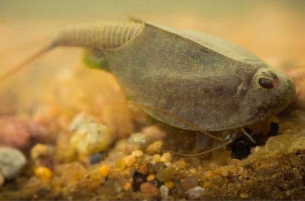 Udang Kecebong Triops Makhluk Hidup Tertua, Bertahan 250 Juta Tahun dengan Berevolusi Udang Kecebong Triops Makhluk Hidup Tertua, Bertahan 250 Juta Tahun dengan Berevolusi