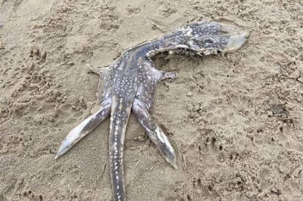 Misteri Bangkai Bayi Loch Ness di Pantai Poole Terpecahkan Misteri Bangkai Bayi Loch Ness di Pantai Poole Terpecahkan