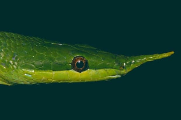 Spesies Baru Ular Langka Bertanduk Ditemukan di Pulau Hainan Spesies Baru Ular Langka Bertanduk Ditemukan di Pulau Hainan