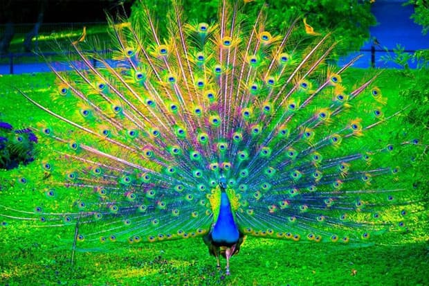 Kisah Sufi: Mencari Makna Ular dan Merak Kisah Sufi: Mencari Makna Ular dan Merak