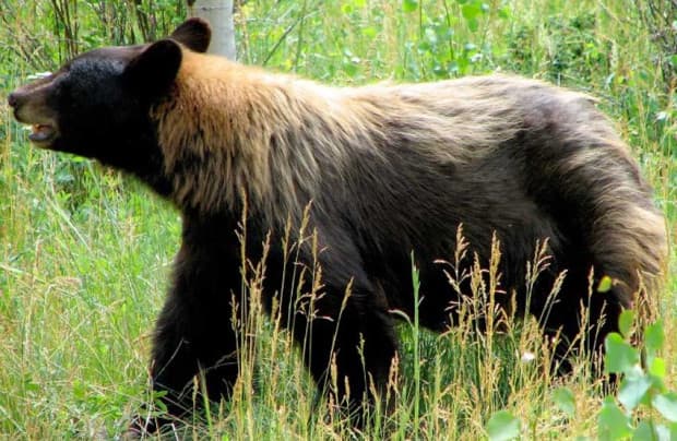 9.000 Tahun Terakhir, Bulu Beruang Hitam Amerika Berevolusi Jadi Berwarna Kayu Manis 9.000 Tahun Terakhir, Bulu Beruang Hitam Amerika Berevolusi Jadi Berwarna Kayu Manis