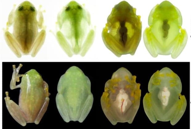 Ternyata Begini Cara Katak Kaca Membuat Tubuh Mereka Jadi Transparan Ternyata Begini Cara Katak Kaca Membuat Tubuh Mereka Jadi Transparan