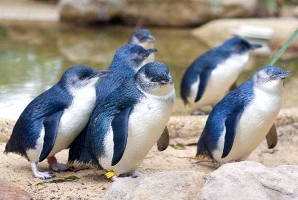 5 Hewan yang Hanya Bisa Ditemukan di Kutub Selatan, Nomor 4 Sering Muncul di Film Kartun 5 Hewan yang Hanya Bisa Ditemukan di Kutub Selatan, Nomor 4 Sering Muncul di Film Kartun