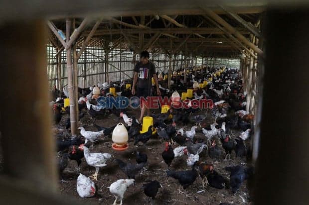 Peribahasa yang Menggunakan Kata Ayam, Nomor 5 Bermakna Hidup Senang dan Mewah Peribahasa yang Menggunakan Kata Ayam, Nomor 5 Bermakna Hidup Senang dan Mewah
