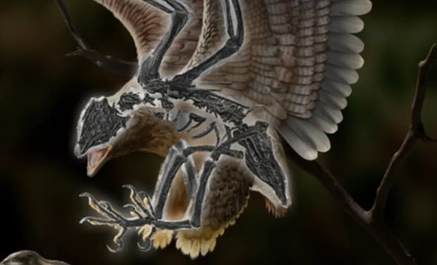 Hewan Ini Bentuknya Mirip Burung, tapi Anehnya Punya Tulang Dinosaurus Hewan Ini Bentuknya Mirip Burung, tapi Anehnya Punya Tulang Dinosaurus