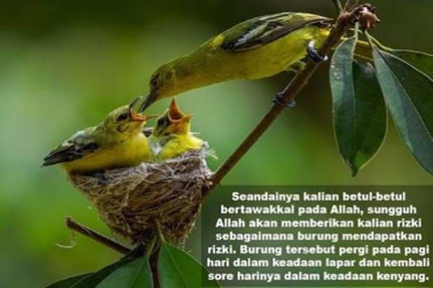 Hadis Tawakkal Burung Mencari Rezeki, Begini Penjelasannya Hadis Tawakkal Burung Mencari Rezeki, Begini Penjelasannya