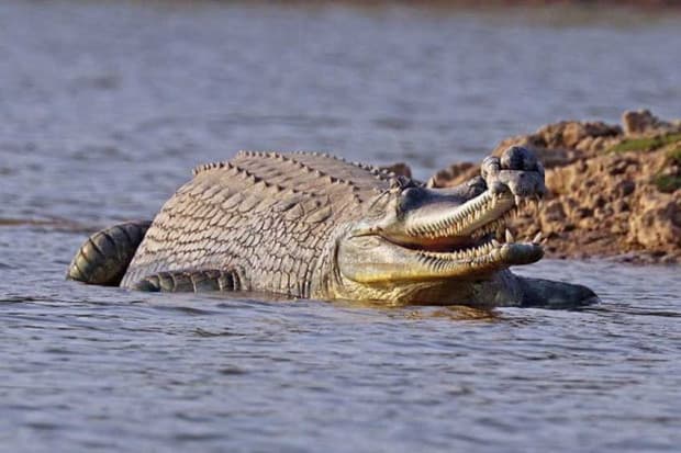 Fosil Buaya Purba Ditemukan di Rumania, Spesies Langka Kelompok Gavial Fosil Buaya Purba Ditemukan di Rumania, Spesies Langka Kelompok Gavial