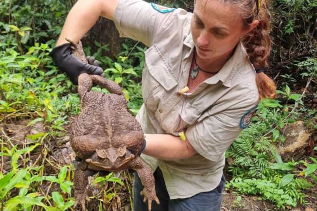 Toadzilla, Monster Katak Terbesar Ditemukan di Hutan Australia Toadzilla, Monster Katak Terbesar Ditemukan di Hutan Australia