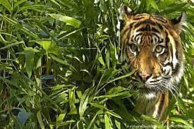 Harimau Terkam 4 Orang di Gunung Sempali Aceh Selatan, 1 Korban Luka Parah
