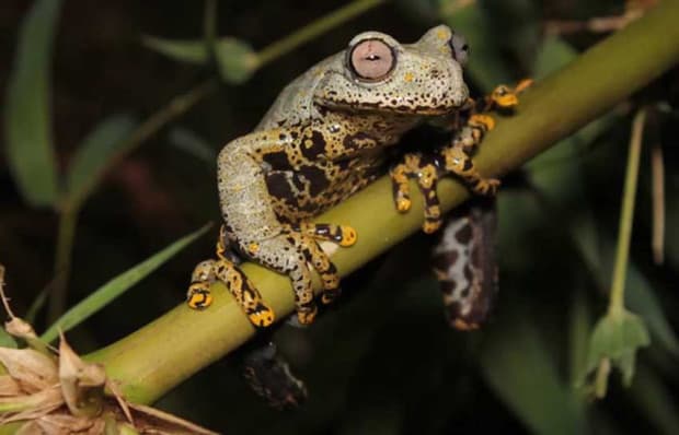 Spesies Katak Baru Ini Punya Warna Indah, Diberi Nama Penulis Buku Lord of the Rings Spesies Katak Baru Ini Punya Warna Indah, Diberi Nama Penulis Buku Lord of the Rings