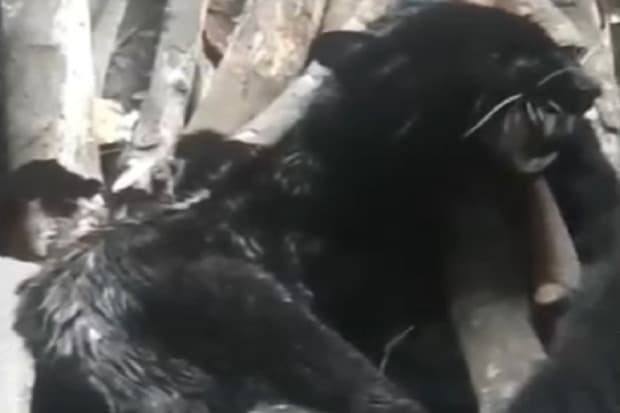 Macan Kumbang Masuk Dapur Gegerkan Warga Petungkriyono Pekalongan Macan Kumbang Masuk Dapur Gegerkan Warga Petungkriyono Pekalongan