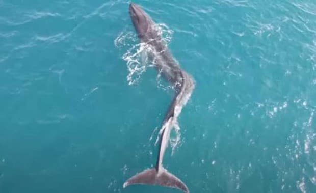 Kasus Langka, Ilmuwan Temukan Paus Sirip Besar Alami Skoliosis Parah Kasus Langka, Ilmuwan Temukan Paus Sirip Besar Alami Skoliosis Parah