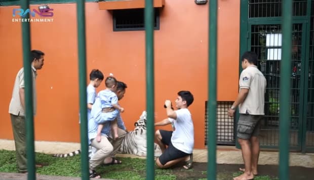 Raffi Ahmad Ajak Keluarga ke Kandang Harimau Alshad Ahmad saat Lebaran, Begini Reaksi Cipung Raffi Ahmad Ajak Keluarga ke Kandang Harimau Alshad Ahmad saat Lebaran, Begini Reaksi Cipung