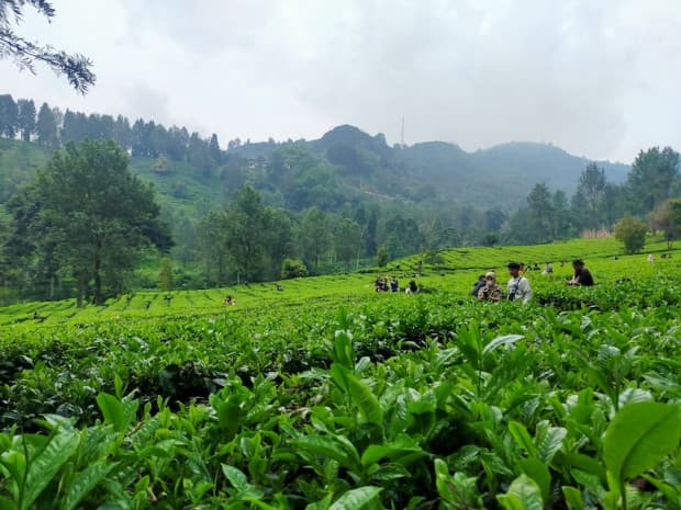Mengapa Puncak Bogor Jadi Destinasi Wisata Favorit Warga Jakarta? Ini Alasannya Mengapa Puncak Bogor Jadi Destinasi Wisata Favorit Warga Jakarta? Ini Alasannya