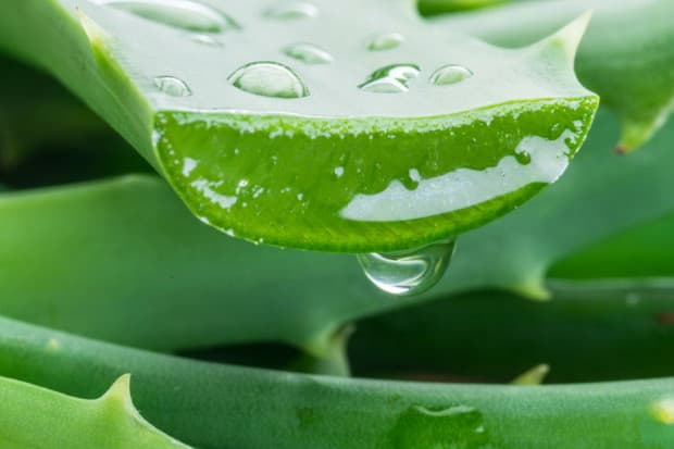 7 Bahan Alami untuk Menebalkan dan Memperlentik Bulu Mata 7 Bahan Alami untuk Menebalkan dan Memperlentik Bulu Mata