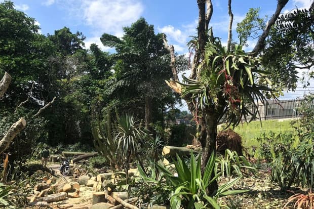 Pohon Besar di Kebun Raya Bogor Tumbang, Humas Bersyukur Pohon Besar di Kebun Raya Bogor Tumbang, Humas Bersyukur