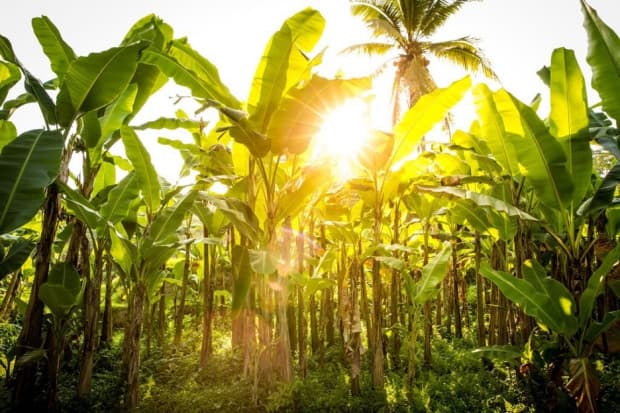 6 Manfaat Akar Pisang dan Efek Sampingnya untuk Kesehatan 6 Manfaat Akar Pisang dan Efek Sampingnya untuk Kesehatan