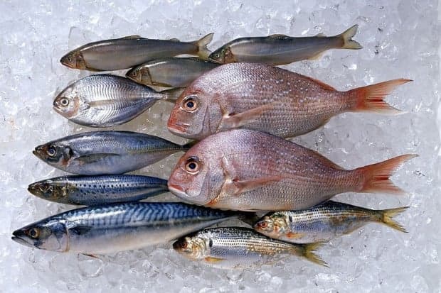 7 Ikan Laut yang Mengandung Kolesterol Tinggi, Nomor 4 Kaya Asam Lemak Omega-3 7 Ikan Laut yang Mengandung Kolesterol Tinggi, Nomor 4 Kaya Asam Lemak Omega-3