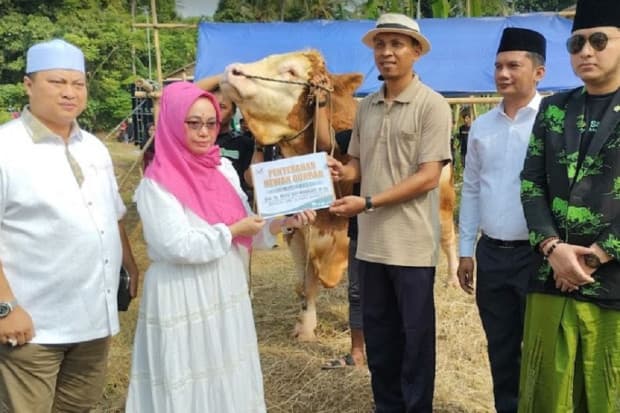 Serahkan Sapi Kurban Seberat 1,6 Ton, Bacaleg Perindo Ratu Siti Romlah: Ini Murni Ibadah Serahkan Sapi Kurban Seberat 1,6 Ton, Bacaleg Perindo Ratu Siti Romlah: Ini Murni Ibadah