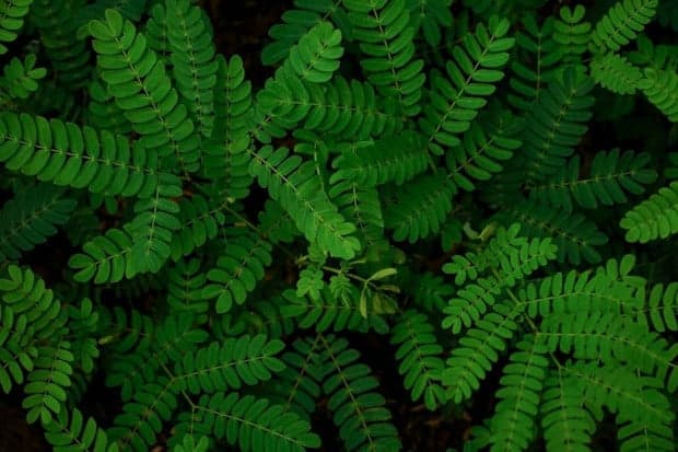 8 Manfaat Daun Asam Jawa untuk Kesehatan, Bikin Maag dan Hipertensi Minggat 8 Manfaat Daun Asam Jawa untuk Kesehatan, Bikin Maag dan Hipertensi Minggat