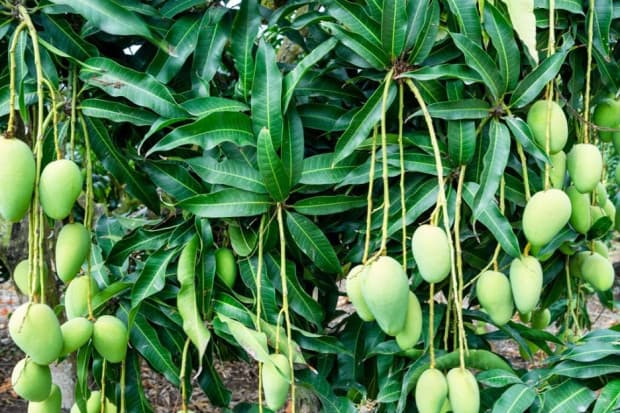 7 Manfaat Daun Mangga untuk Kesehatan dan Cara Menggunakannya 7 Manfaat Daun Mangga untuk Kesehatan dan Cara Menggunakannya