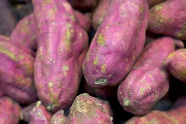 Manfaat Ubi Ungu, Miliki Kadar Gula Rendah Manfaat Ubi Ungu, Miliki Kadar Gula Rendah