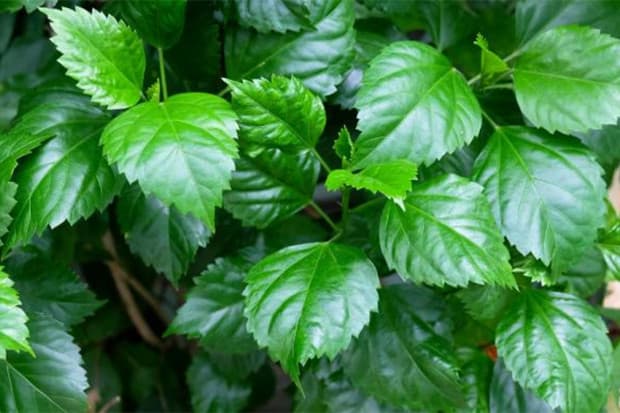 7 Daun Penurun Panas pada Bayi, Manjur dan Efektif 7 Daun Penurun Panas pada Bayi, Manjur dan Efektif