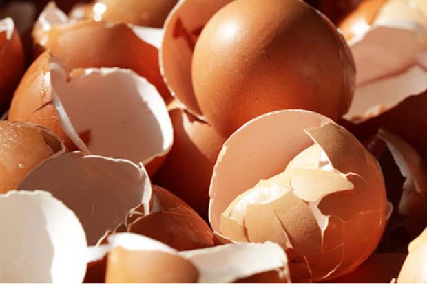 Bolehkah Cangkang Telur Jadi Tambahan Protein pada Makanan? Ini Penjelasan Ahli Bolehkah Cangkang Telur Jadi Tambahan Protein pada Makanan? Ini Penjelasan Ahli