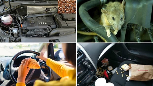 9 Tips Mobil Tidak Dimasuki Tikus, Perhatikan dan Langsung Praktik! 9 Tips Mobil Tidak Dimasuki Tikus, Perhatikan dan Langsung Praktik!