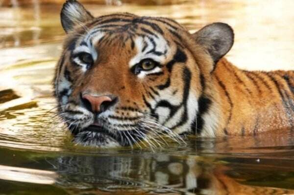 Tragis! Harimau Bernama Eko Mati Ditembak Seusai Gigit Petugas Kebun Binatang