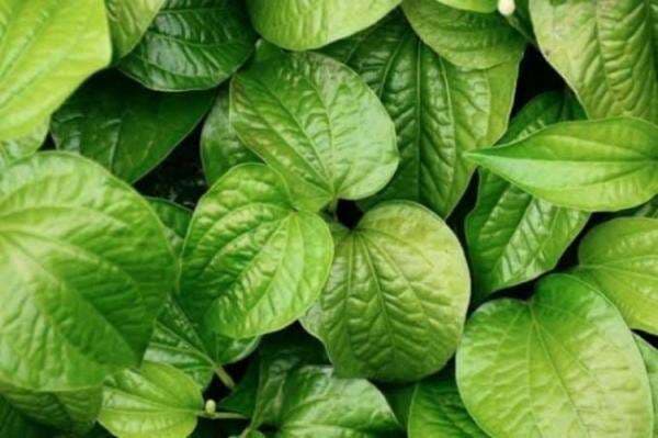 Wanita Pasti Senang, Daun Sirih Ternyata Banyak Manfaatnya.. Wanita Pasti Senang, Daun Sirih Ternyata Banyak Manfaatnya..