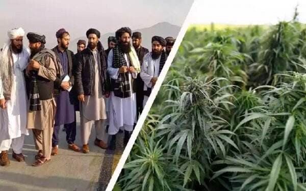 Ganja Taliban Akan Tarik Investasi Sebesar Rp6,4 Triliun, Pemilik Perusahaan Diteror Kartel Narkoba Eropa
