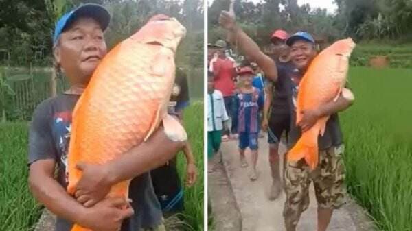 Ikan Mas Raksasa Seberat 15 kg Ditemukan di Situ Hiang Cikamunding Banten, Sayangnya Langsung Mati