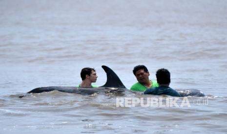 In Picture: Upaya Penyelamatan Empat Ekor Lumba-lumba di Pantai Padanggalak