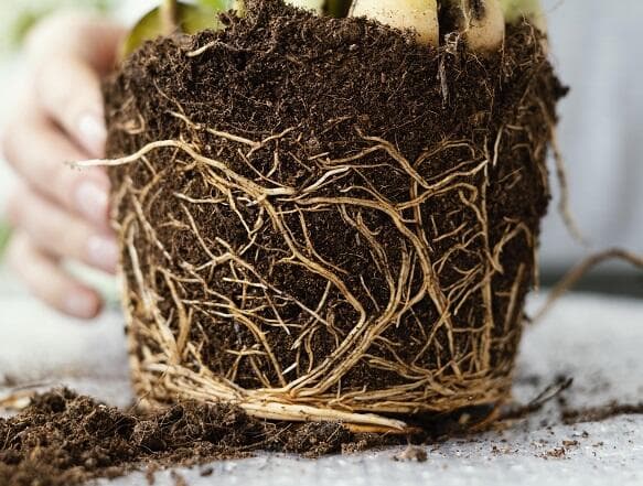 5 Fungsi Akar pada Tumbuhan dan Strukturnya Lengkap 5 Fungsi Akar pada Tumbuhan dan Strukturnya Lengkap