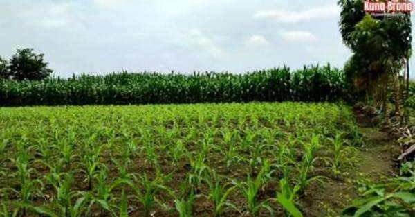 Viral Ditemukan Bekas Candi di Ladang Jagung, Dihuni Ular dan Muncul Benda Pusaka Viral Ditemukan Bekas Candi di Ladang Jagung, Dihuni Ular dan Muncul Benda Pusaka
