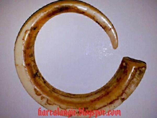 Mengenal Jimat Taring Raja Babi Hutan, Dipercaya Kebal Senjata Tajam Mengenal Jimat Taring Raja Babi Hutan, Dipercaya Kebal Senjata Tajam