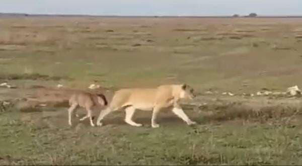 Viral! Momen Langka, Singa Kawal Anak Rusa Kesasar Kembali ke Kawanannya Viral! Momen Langka, Singa Kawal Anak Rusa Kesasar Kembali ke Kawanannya