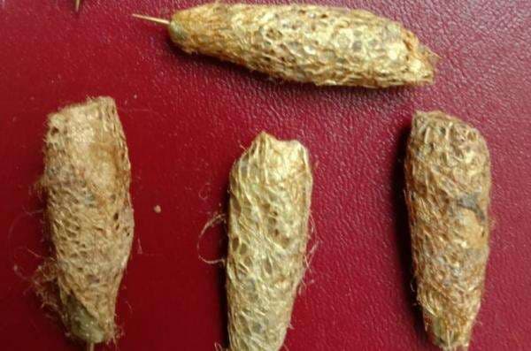 Sederet Mitos Wesi Kuning, Tameng Gaib hingga Pemancar Kewibawaan Sederet Mitos Wesi Kuning, Tameng Gaib hingga Pemancar Kewibawaan