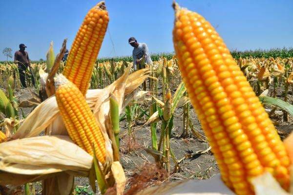 Ekologi adalah Hubungan Organisme dan Lingkungan, Berikut Manfaatnya Ekologi adalah Hubungan Organisme dan Lingkungan, Berikut Manfaatnya