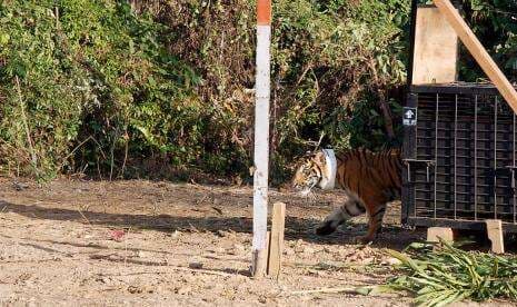 Cerita Mendebarkan Tiga Jam Mengawal Translokasi 5 Harimau Sumatera