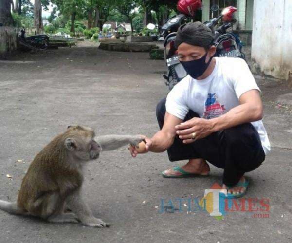 Paling Tua Mati, Inilah Kera Pemimpin Makam Pesugihan Ngujang Tulungagung Saat Ini Paling Tua Mati, Inilah Kera Pemimpin Makam Pesugihan Ngujang Tulungagung Saat Ini