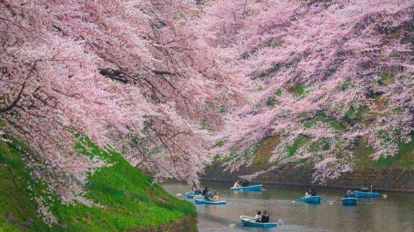 Prediksi Musim Sakura 2022, Tahun Ini Datang Lebih Cepat Prediksi Musim Sakura 2022, Tahun Ini Datang Lebih Cepat