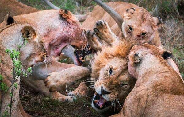 Ngeri, Singa Jantan Dikeroyok Kawanan Betina hingga Kehilangan Alat Kelamin Ngeri, Singa Jantan Dikeroyok Kawanan Betina hingga Kehilangan Alat Kelamin