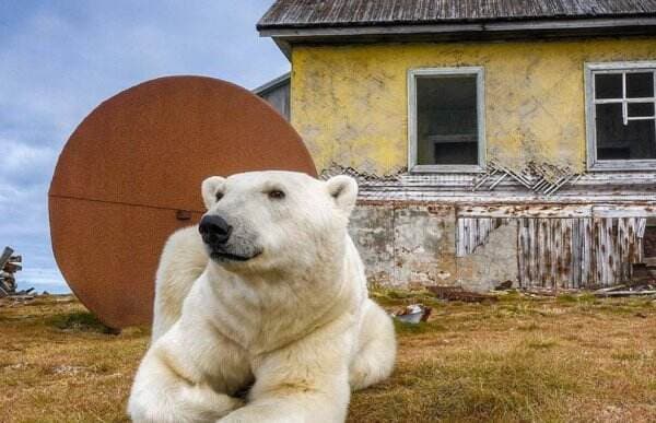Beruang Kutub 'Kuasai' Pulau Telantar di Rusia yang 3 Dekade Ditinggal Penghuninya